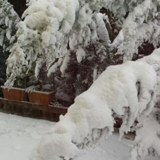 La vegetació sepultada de neu a Vallirana