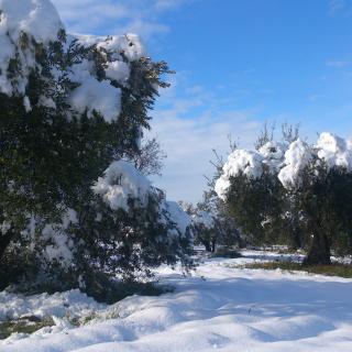 Oliveres nevades a Les Masies, aprop de Poblet