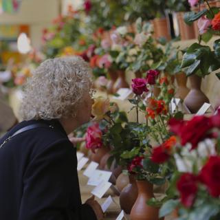 Una dona olora una de les possibles roses guanyadores a l'Escola Pia, 