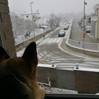 En Bark mirant la nevada a Amer