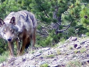 Foto del 24 de juliol al vessant nord del Puigmal, quan la família de Jean-Charles Grange es va trobar amb aquest llop cara a cara Jean-Charles Grange