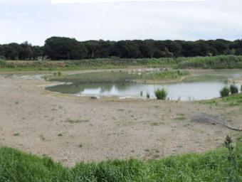Un any després de crear-se, l’aiguamoll de Can Dunyó ja acull almenys mitja dotzena d’espècies d’aus. L’aigua prové del sector de Can Montcau Ramon Ferrandis