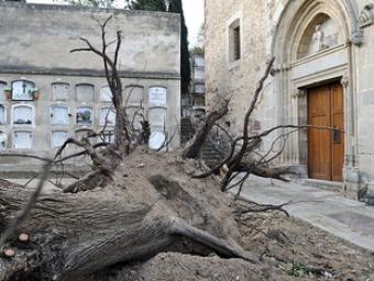 El vent va arrencar de soca-rel el xiprer centenari de l’entrada de l’església de la Doma i va deixar restes al descobert Ramon Ferrandis