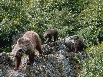 Tres dels óssos reintroduïts al Pirineu. EL PUNT
