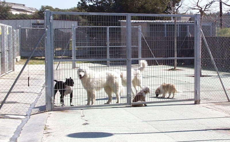 Vilanova Tanca La Gossera I Passara La Gestio Dels Animals A La Mancomunitat L Marin M De Lamo Vilanova I La Geltru Cubelles El Punt Avui