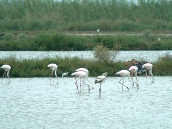 Els flamencs són una de les aus que atreu més als visitants del Delta.  A.SEBASTIÀ