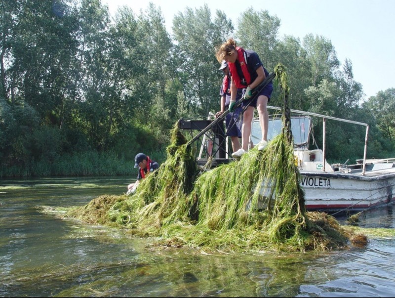 L'Idece, l'organisme que gestiona la navegació fluvial, s'encarrega de segar els macròfits de l'Ebre. ARXIU