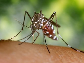 Les mesures preventives contra el mosquit tigre passen per evitar la presència de recipients amb aigua a l'exterior.  EL PUNT