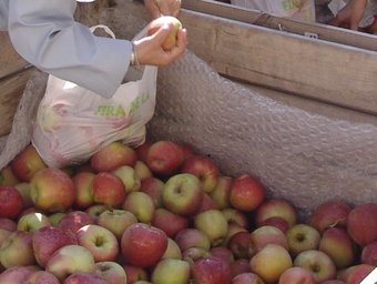 Venta de diferents classes de poma a la fira d'Armentera.  O. MAS