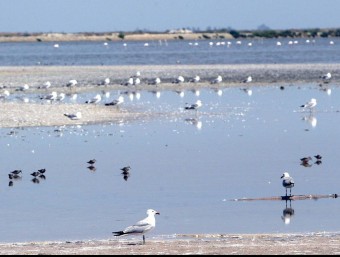 Flamencs i gavines corsa al final de la barra del Trabucador, al delta de l'Ebre. ARXIU / JUDIT FERNÁNDEZ