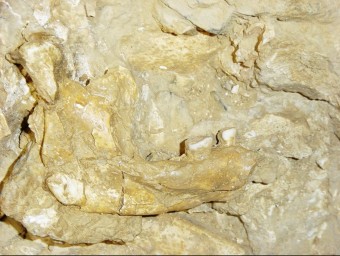 Mandíbula descoberta a la Cauna de l'Aragó l'any 2008 ARXIU