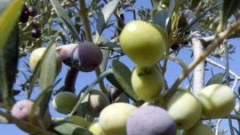 Un dels requisits és que com a mínim el 90% de les olives han de ser arbequines.  J.F