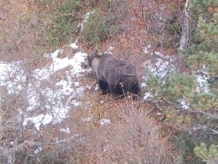 L'óssa Hvala, fotografiada cinc dies després de la trobada amb el caçador de Lés.  EL PUNT