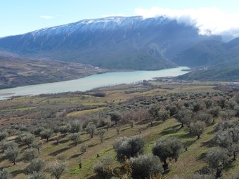Un camp d'olivers i la Noguera Pallaresa a prop de Guàrdia de Noguera, al Montsec D.M