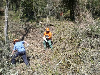 Una de les brigades forestals de Medi Ambient als boscos de Santa Pau fent feines de desbrossament. JORDI CASAS