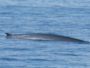 Una de les balenes que es van divisar. Ponç Feliu
