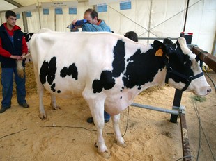 Una imatge del concurs morfològic de vaca frisona de l'any passat.  M.R