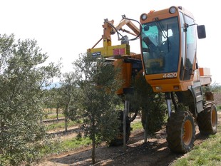 A Font Rovira, la maquinària de la vinya l'usen a l'olivera.  A.P