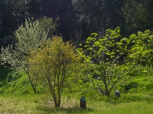 Alguns dels milers d'arbres que es poden trobar a l'Arborètum, en una imatge de la setmana passada. /  G.ARIÑO
