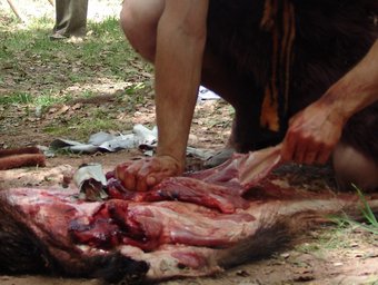 Un home escorxa un senglar amb eines de sílex.  MUSEU MOIÀ - COVES DEL TOLL
