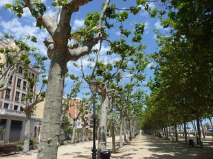 Els arbres del passeig de Manuel Puigvert de Calella presenten diferents graus de frondositat. T.M