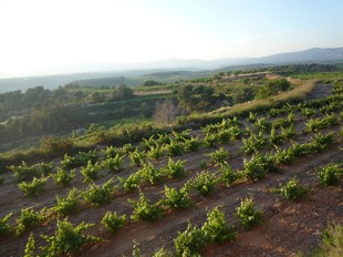 Vinyes mirant cap el nord de les Terres del Gaià. J.S