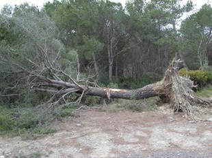 Un arbre centenari tombat per les ventades del gener a Mediona.  A.M
