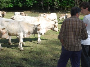 Un ramat de vaques pallareses.