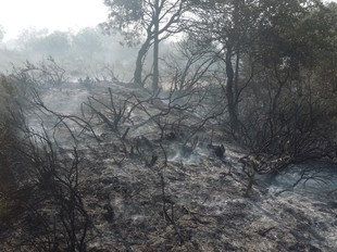 Zona forestal afectada per l'incendi d'Oliola.  DAVID MARÍN