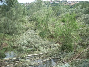 Una gran quanitat d'arbres caiguts sobre el riu Ter pel fort vent que va acompanyar la tempesta.  D.V.