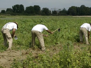 Treballadors de la Fundació Drissa als horts ecològics.  EUDALD PICAS