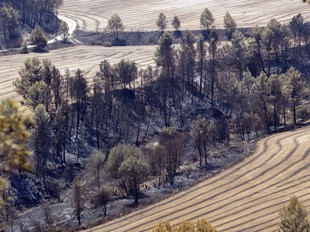 Efectes de l'últim incendi a la vall dels Reguers d'Horta. Es veuen pins carbonitzats enmig d'un camp de cereals.  J.F