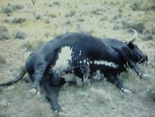 Imatge d'un dels bous morts, que uns aficionats han enregistrat en vídeo i han penjat al «You Tube».  R.ROYO