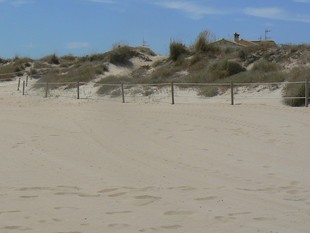 Aspecte de les dunes de les platges de la zona Nord d'Oliva. /  CEDIDA