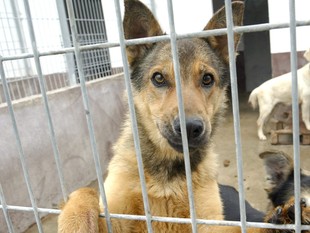 Actualment l'Última Llar té aproximadament més de 250 gossos a les instal·lacions.  J. F