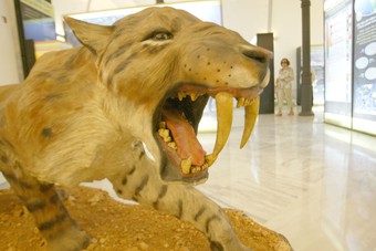 Una de les atraccions de l'exposició és la reproducció d'un exemplar de l'Homotherium latidens, un gran felí, similar al tigre.  JUDIT FERNÀNDEZ