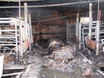 Dues de les truges mortes a causa de l'incendi.  YOLANDA FALCON / ACN