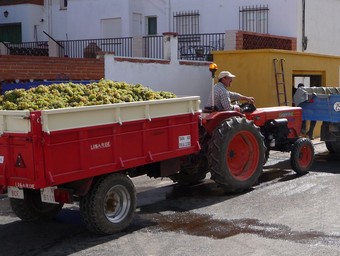 Tractor carregat i a punt del pesatge a la bàscula d'un poble dels Serrans. /  ESCORCOLL