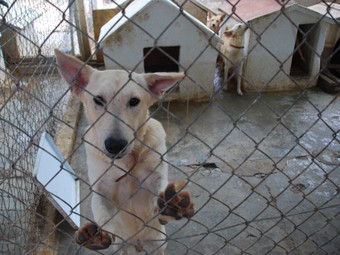 Una de les gàbies amb gossos del refugi de Cubelles, ahir.  M.L
