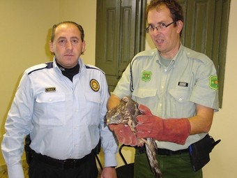 L'aligot ha estat entregat per la Policia Local als agents rurals del Departament de Medi Ambient.