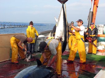 La quota pesquera dels tonyinaires catalans s'ha reduït un 40% aquesta campanya i s'ha limitat a 760 tones. ACN