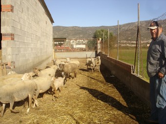 Enric Broc, amb algunes de les seves ovelles davant del portal trencat pels lladres.  T.SOLER
