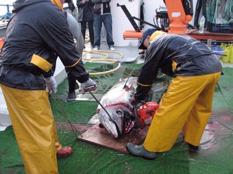 Treballadors de Balfegó sacrifiquen una tonyina de la granja.  ACN