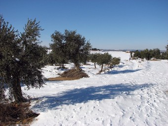 Hi ha camps d'oliveres on encara és difícil accedir-hi.  ACN