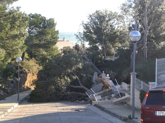 Diversos arbres caiguts a Vandellòs i l'Hospitalet.  EL PUNT