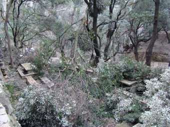 La nevada i el vent van fer caure molts arbres a la zona de Sant Roc.  CEDIDA