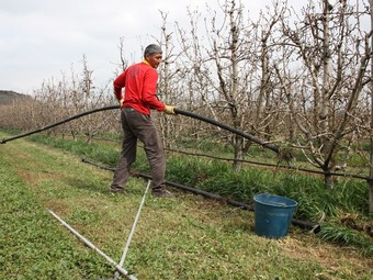 Un pagès de Corbins reparant la instal·lació de reg dels seus fruiters.  ACN