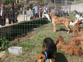 Durant la fira s'exposen gossos de cacera.  MONTSERRAT BARRERA