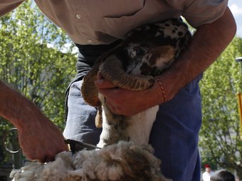 Demostració d'esquilar amb dalla, a Ripoll.  I. RIGALL