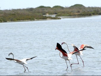 Uns flamencs , unes de les aus aquàtiques més característiques del delta de l'Ebre, al final de la barra del Trabucador. JUDIT FERNÁNDEZ / ARXIU